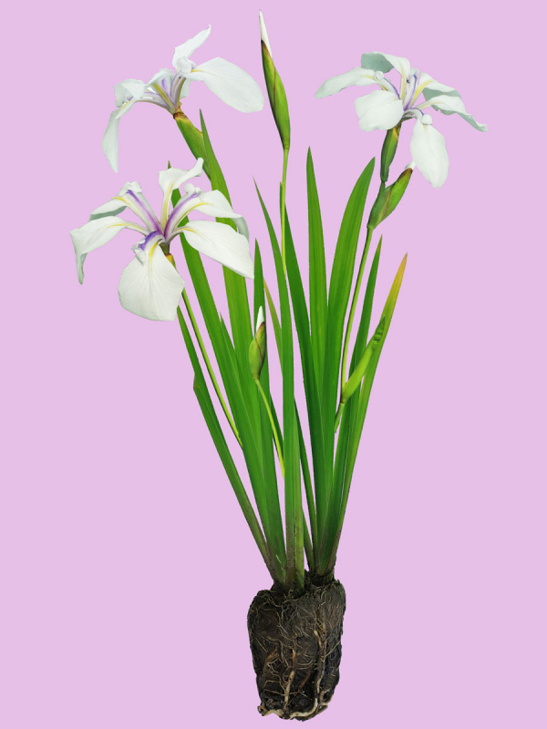 Iris laevigata Alba - weiße Sumpfschwertlilie